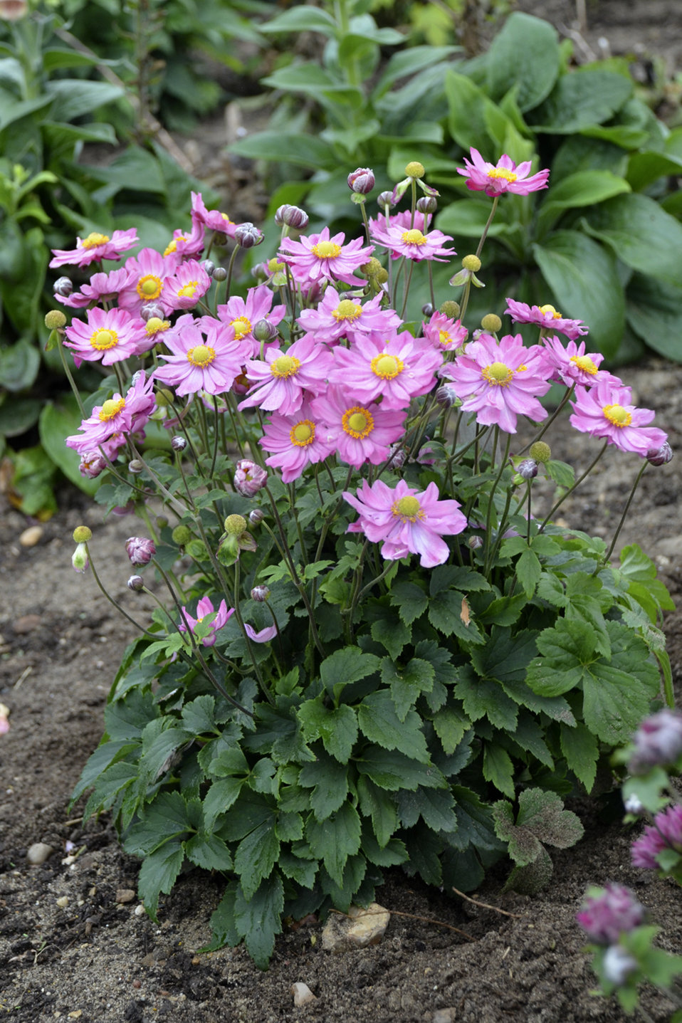 'Curtain Call Pink' - Japanese Anemone - Anemone hybrid ...