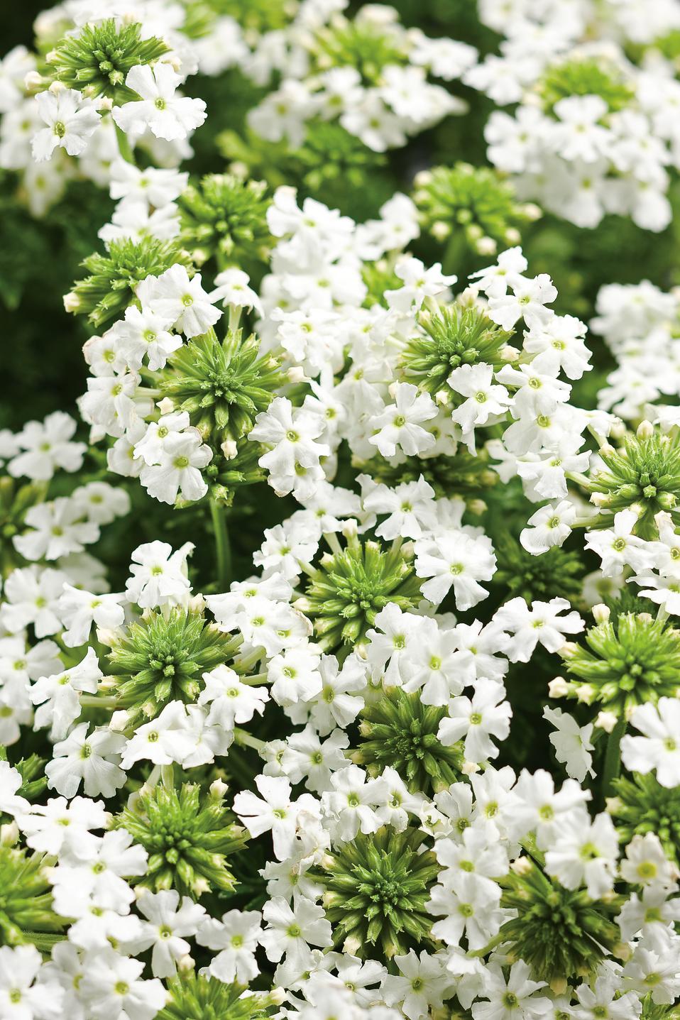 Babylon® White - Verbena hybrid | Proven Winners