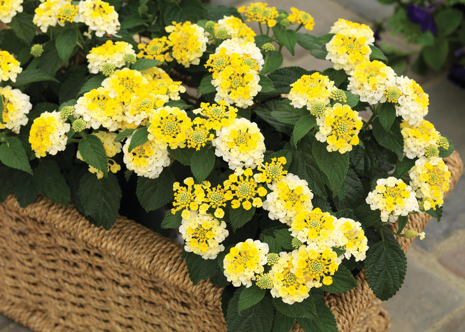 Bandana® Lemon Zest Lantana camara Proven Winners