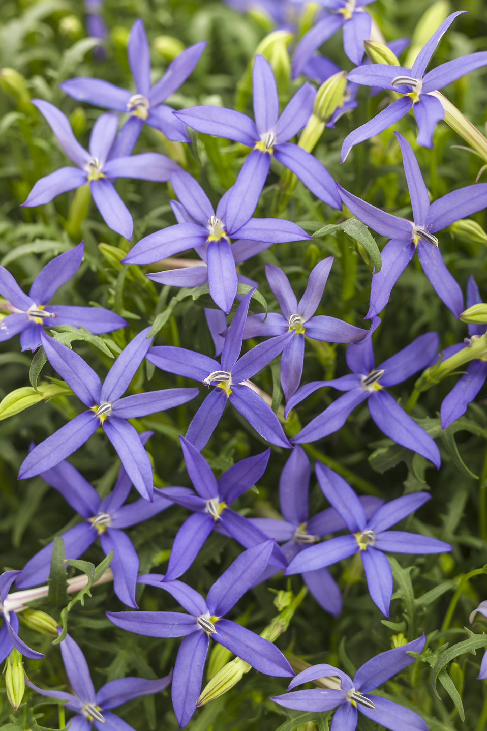 Beth�s Blue® Star Flower Isotoma axillaris Proven