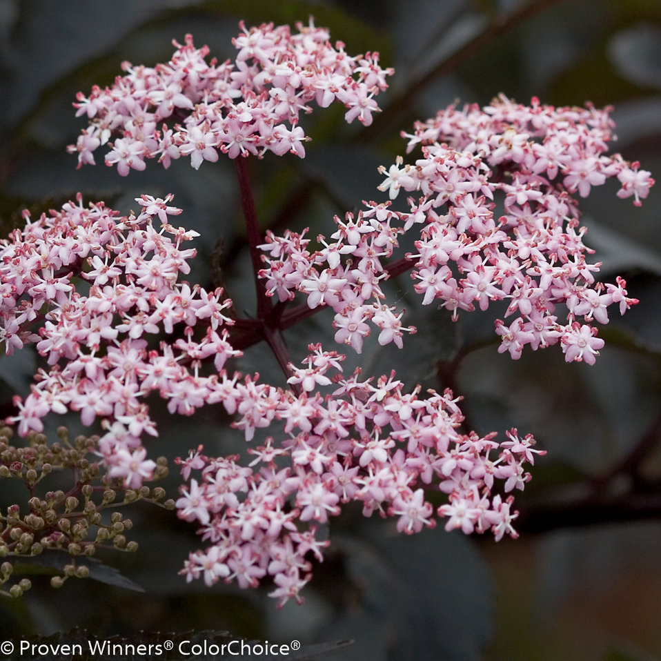 Images For Black Beauty® - Elderberry - Sambucus Nigra | Proven Winners