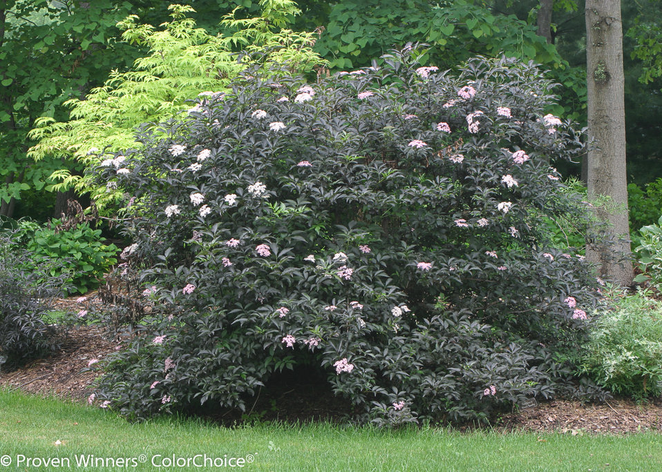 Images For Black Beauty® - Elderberry - Sambucus Nigra | Proven Winners