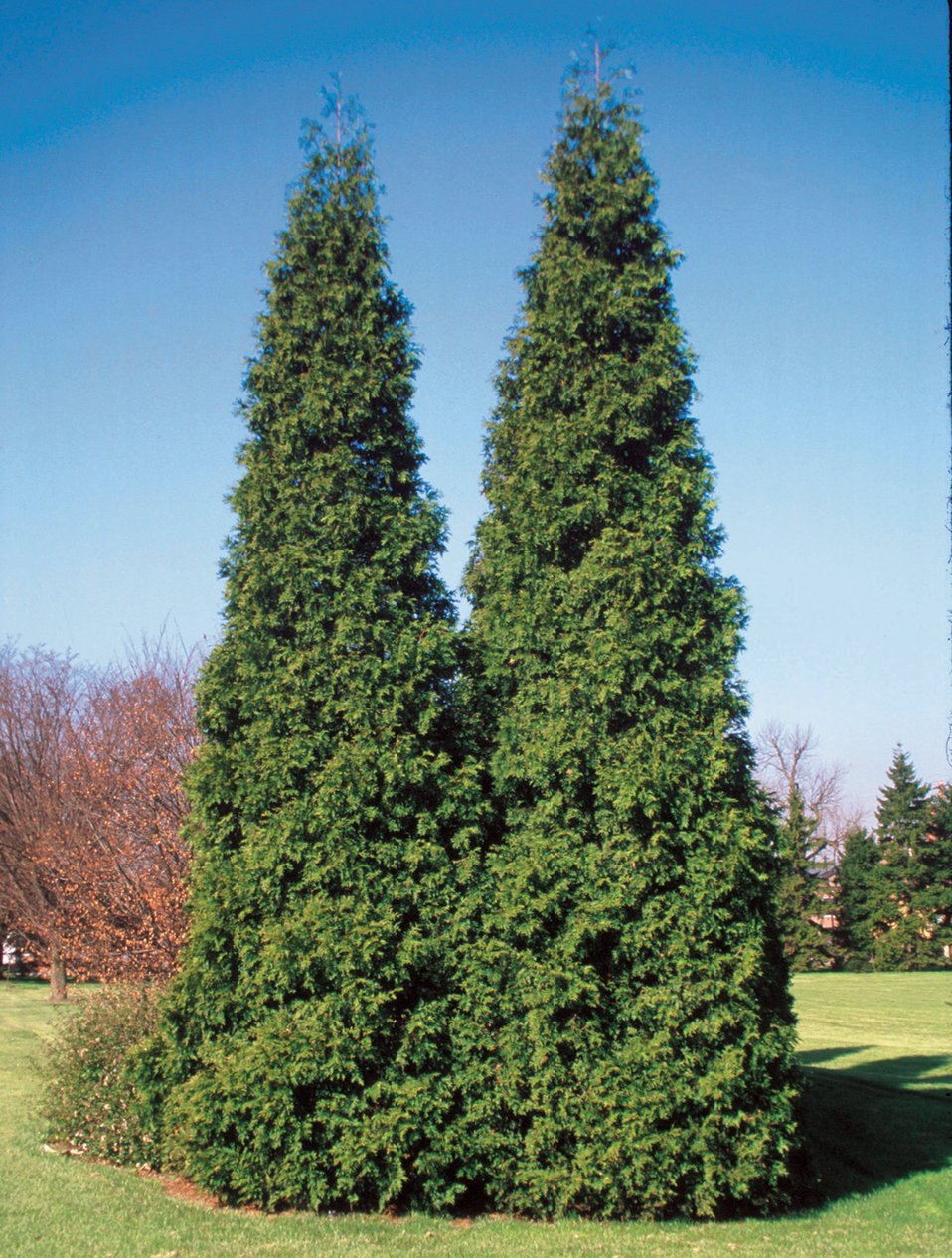 Emerald Green Arborvitae Width - Emerald Green Arborvitae