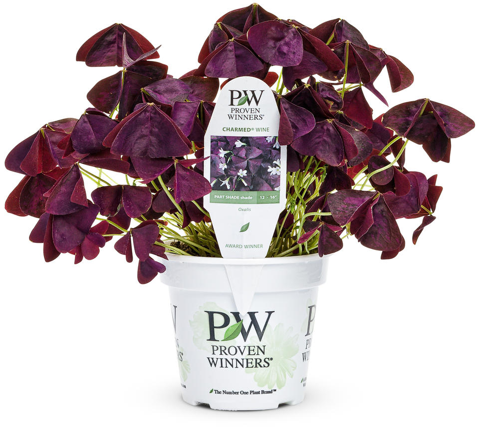 Images for Charmed® Wine - Shamrock - Oxalis triangularis | Proven Winners