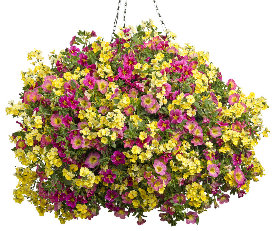 Images for Superbells® Cherry Star - Calibrachoa hybrid | Proven Winners