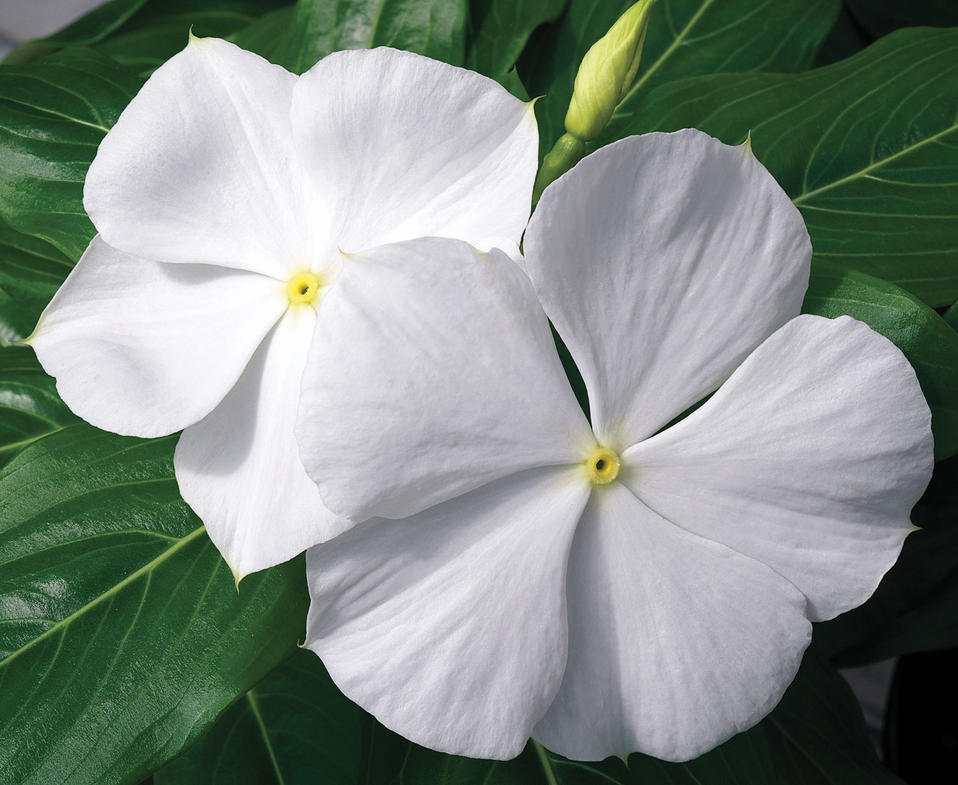 Cora® White - Vinca - Catharanthus roseus | Proven Winners