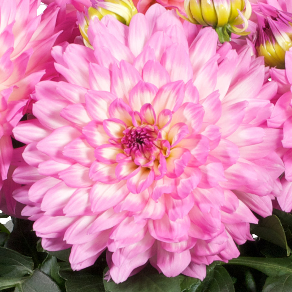 Dalina® Grande Salinas - Dahlia Hybrid 