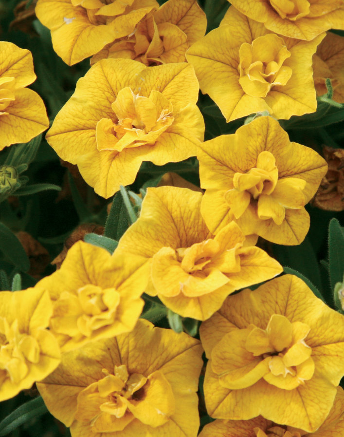 Superbells® Double Yellow - Double Calibrachoa - Calibrachoa hybrid ...