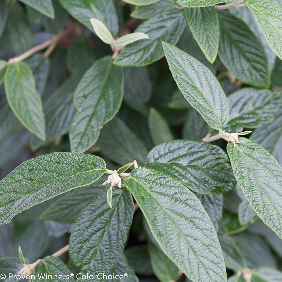 Emerald Envy Viburnum