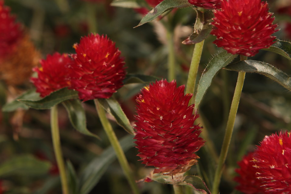 Forest™ Red - Globe Amaranthus - Gomphrena haageana  Proven Winners