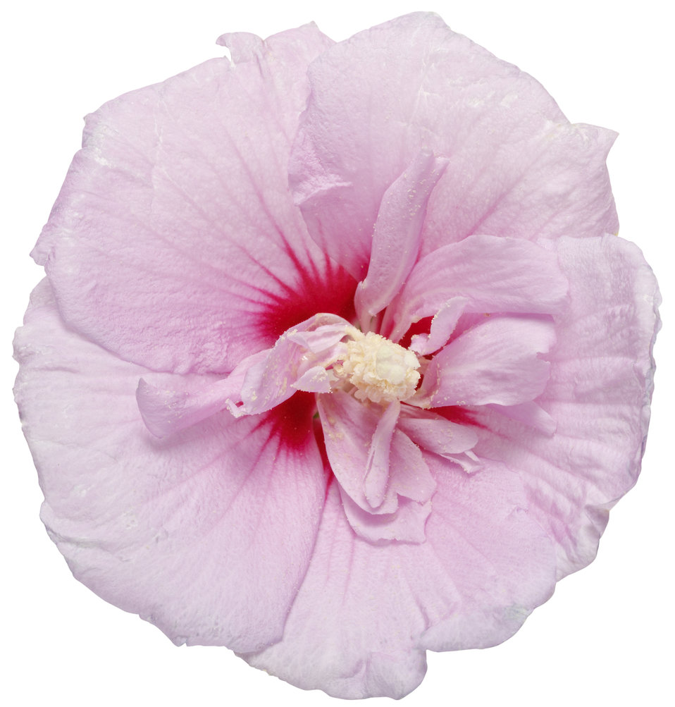 Images for Lavender Chiffon® - Hibiscus syriacus | Proven Winners