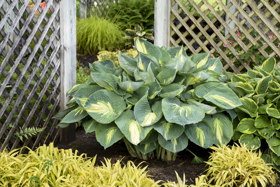 Shadowland® 'Hudson Bay' - Hosta hybrid | Proven Winners