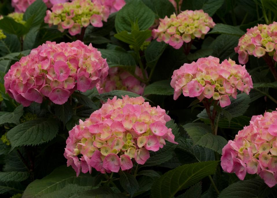 Images for Let's Dance Big Easy® - Reblooming hydrangea - Hydrangea ...