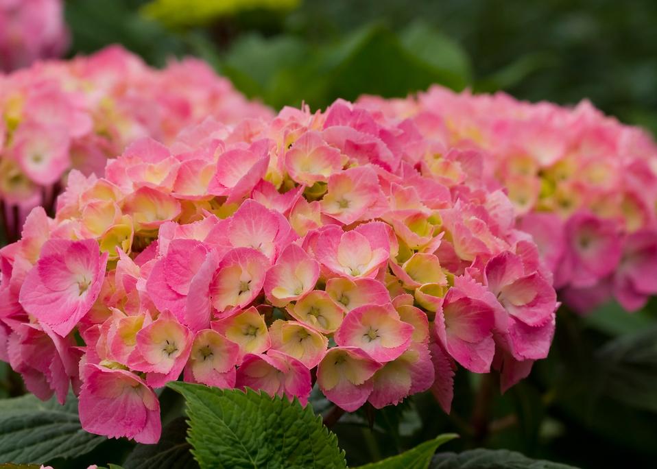 Images for Let's Dance Big Easy® - Reblooming hydrangea - Hydrangea ...