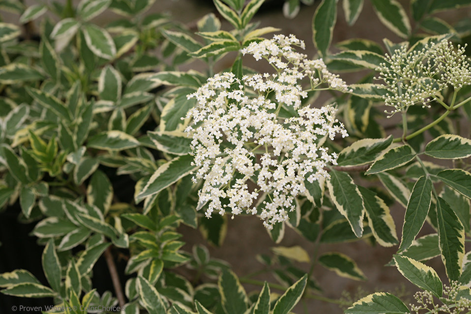 Resultat d'imatges de sambucus nigra