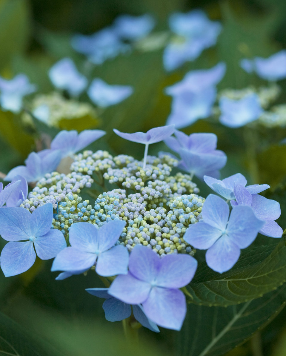 Images for Let's Dance® Starlight - Bigleaf Hydrangea - Hydrangea ...