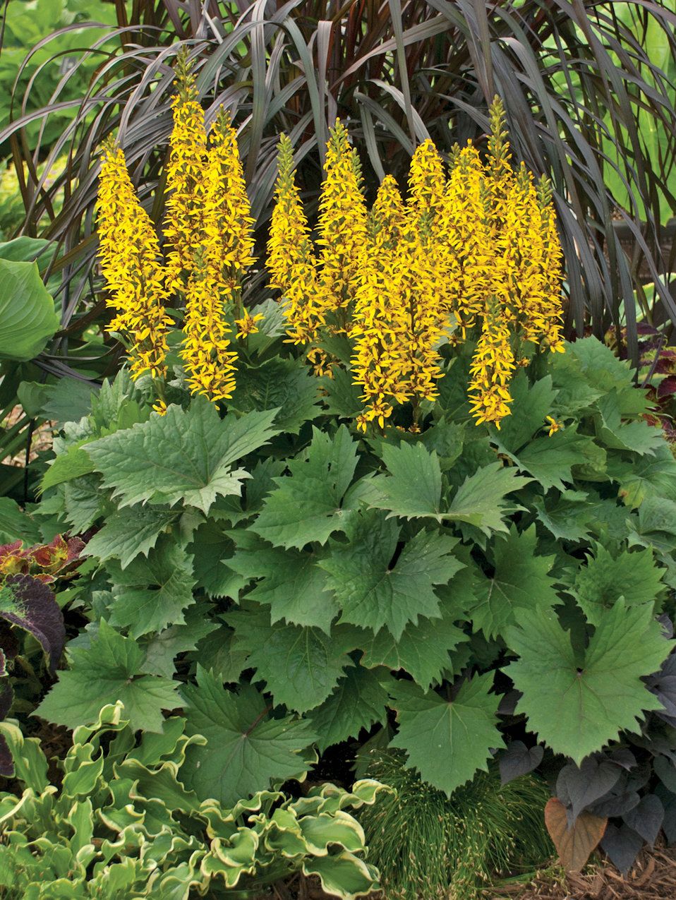 'Bottle Rocket' - Ligularia hybrid | Proven Winners