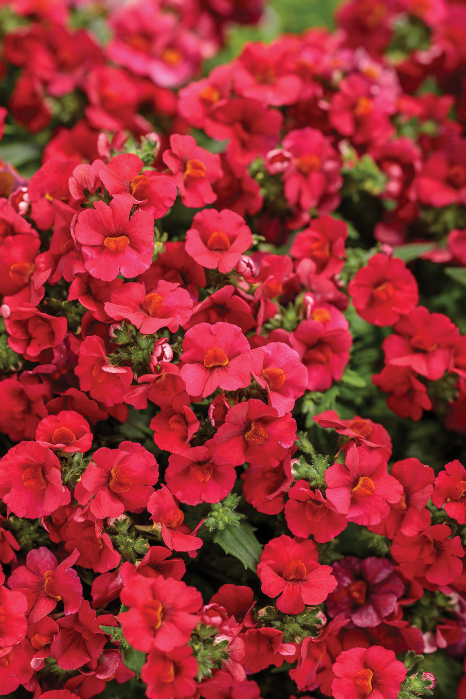 Sunsatia® Cranberry Red - Nemesia hybrid | Proven Winners