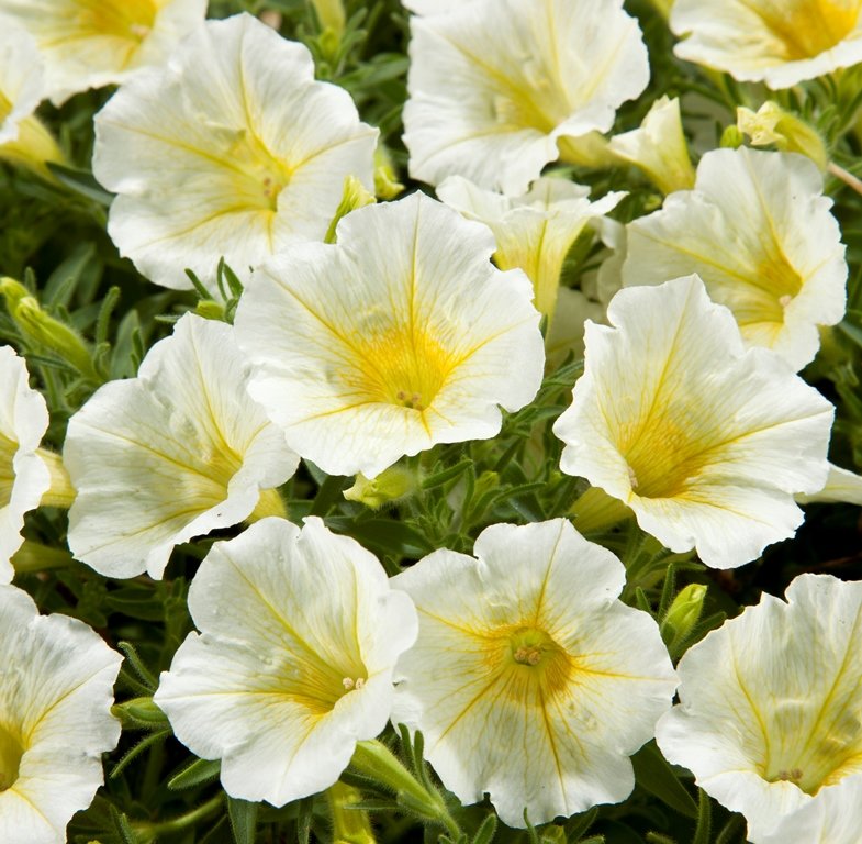 Blanket® Yellow - Petunia hybrid | Proven Winners