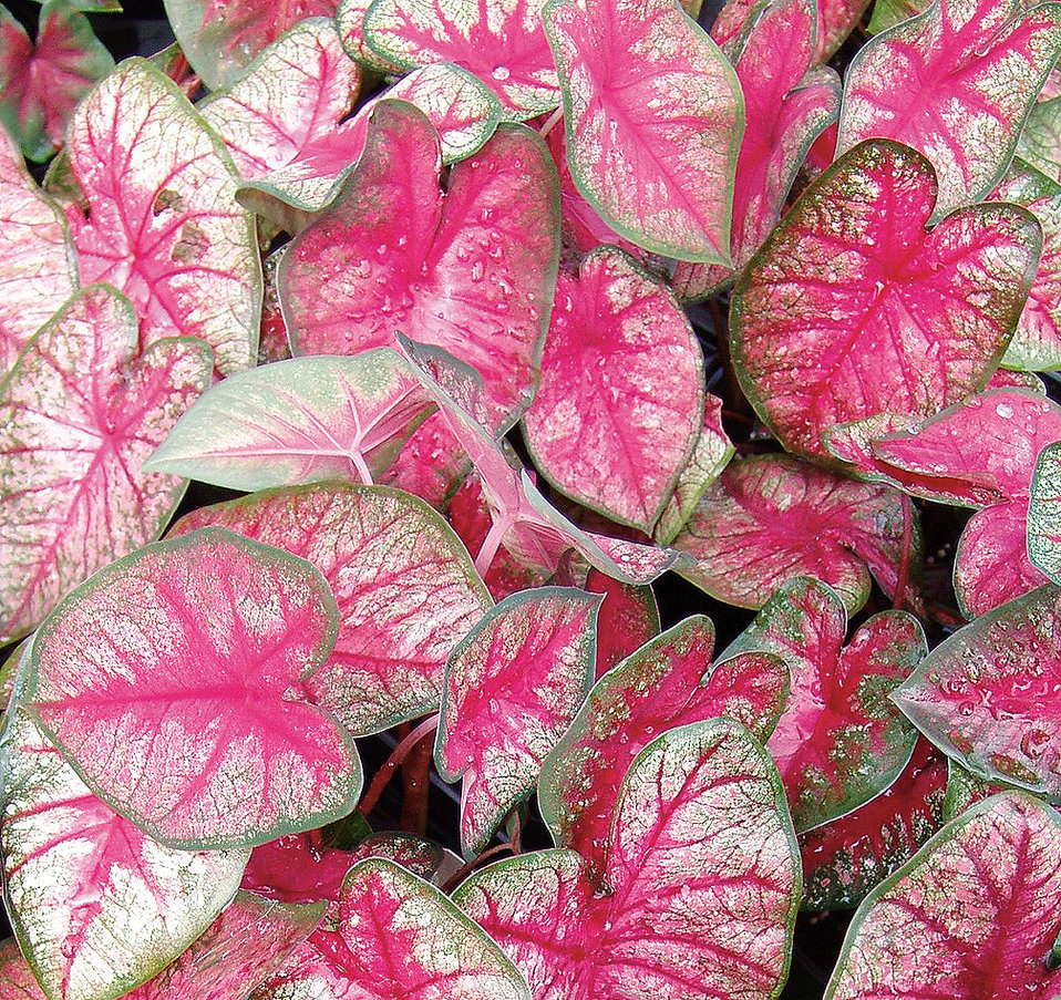 Heart to Heart™ 'Radiance' - Fancy Caladium - Caladium hortulanum ...