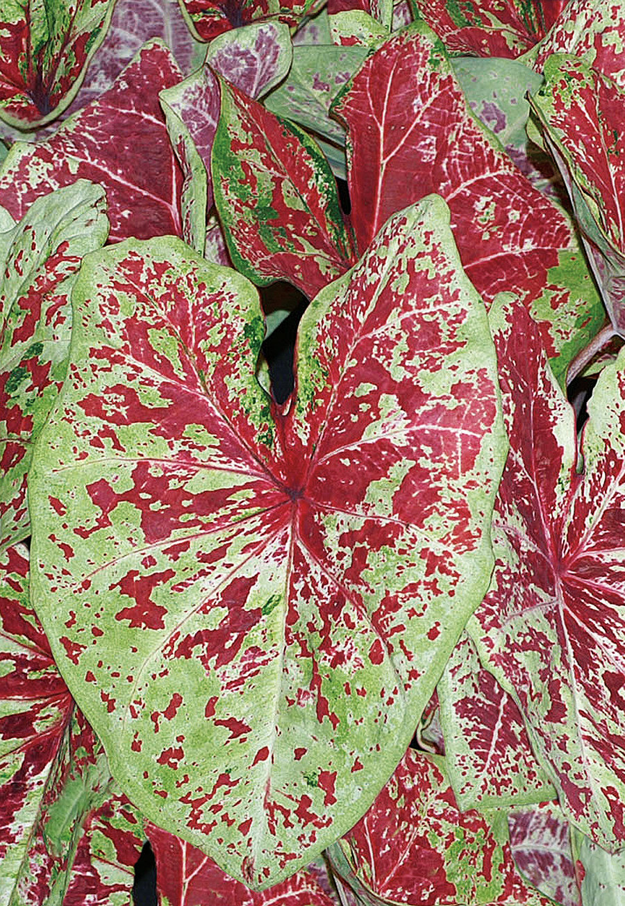 Heart to Heart™ 'Raspberry Moon' - Fancy Caladium - Caladium hortulanum