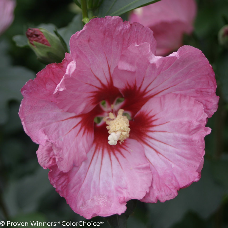 Ruffled Satin® - Rose of Sharon - Hibiscus syriacus | Proven Winners