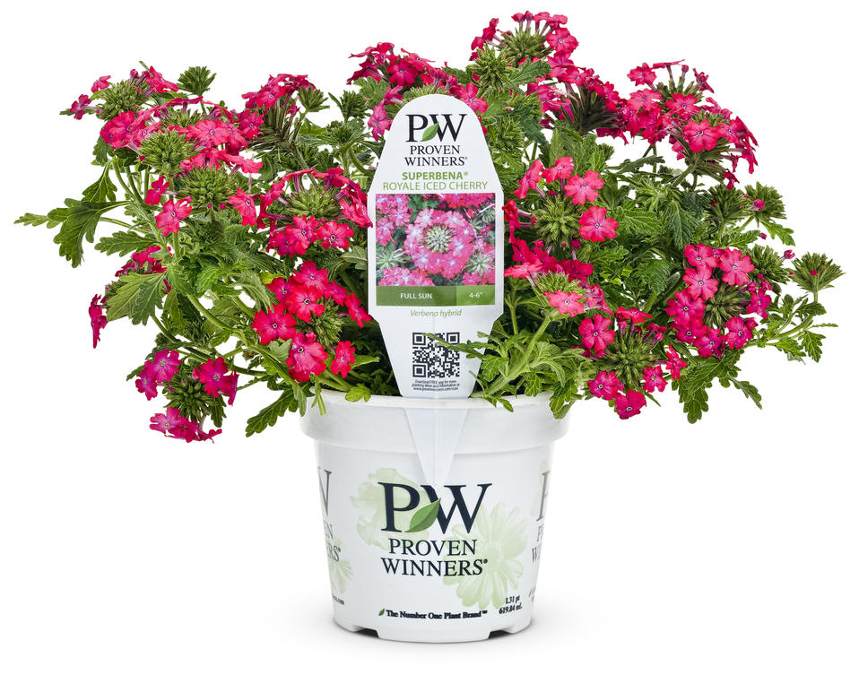 Images for Superbena Royale® Iced Cherry - Verbena hybrid | Proven Winners