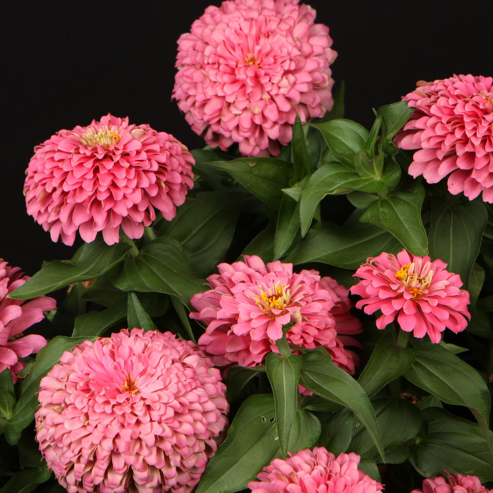 Magellan Pink Zinnia Elegans Proven Winners