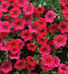 Million Bells® Yellow - Calibrachoa hybrid | Proven Winners