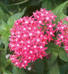 Butterfly Deep Pink - Pentas lanceolata | Proven Winners