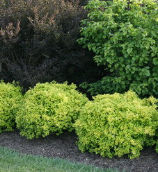 berberis_sunjoy_citrus_img_1453_crop.jpg | Proven Winners