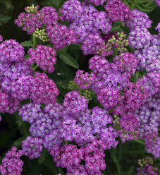 Achillea | Proven Winners