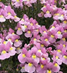 Aromance® Mulberry™ - Nemesia fruticans | Proven Winners