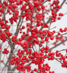 berry_poppins_ilex_verticillata_hr.jpg | Proven Winners