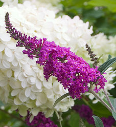 Buddleia | Proven Winners