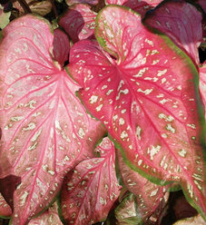 Heart to Heart™ 'Dawn to Dusk' - Fancy Caladium - Caladium hortulanum ...