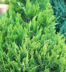 Pinpoint® Blue & Gold - False Cypress - Chamaecyparis lawsoniana ...