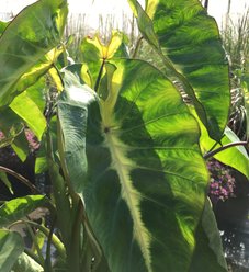 Colocasia esculenta