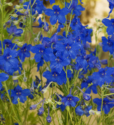 Delphinium | Proven Winners