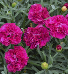 Dianthus Flowers (Pinks) | Proven Winners