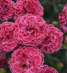 Fruit Punch® 'Black Cherry Frost' - Pinks - Dianthus hybrid | Proven ...