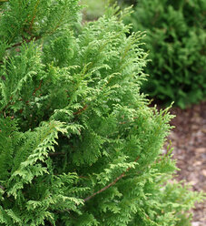 false-cypress-cedar-rapids-1.jpg | Proven Winners