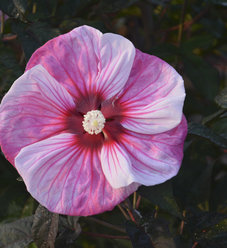 Summerific® 'Perfect Storm' - Rose Mallow - Hibiscus hybrid | Proven ...