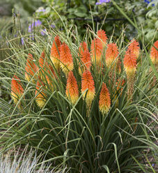 Pyromania® 'Solar Flare' - Red Hot Poker - Kniphofia hybrid | Proven ...