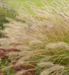 Prairie Winds® 'Apache Rose' - Switch Grass - Panicum virgatum | Proven ...