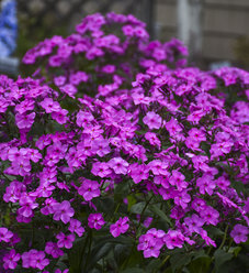 Phlox | Proven Winners