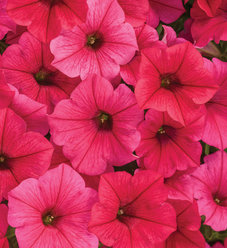 Supertunia Vista® Bubblegum® - Petunia hybrid | Proven Winners