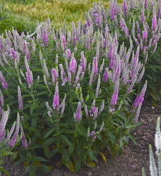 Magic Show® 'Enchanted Indigo' - Spike Speedwell - Veronica hybrid ...