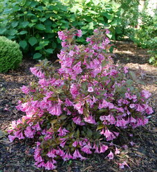 Weigela - Deer-Resistant Shrubs with Pink, Red or White Flowers ...