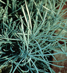 Icicles - Licorice Plant - Helichrysum thianschanicum